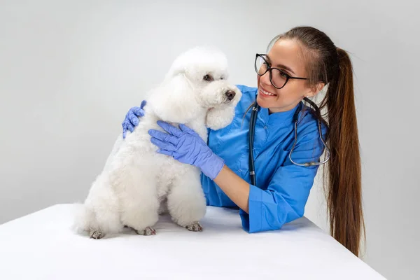 En söt vit pudel hund och kvinnlig veterinär, putsare isolerad på vit studio bakgrund. — Stockfoto