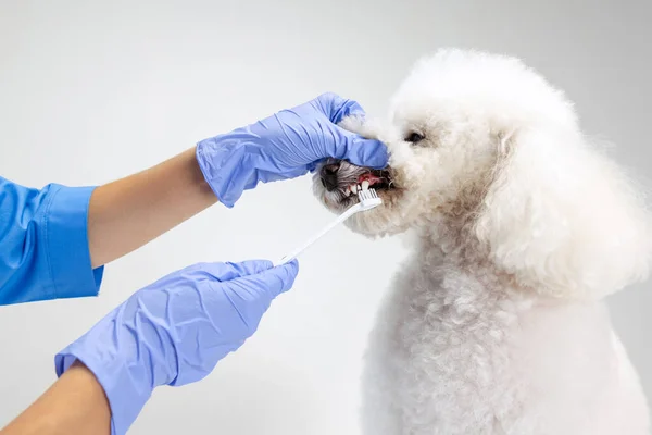 Närbild en söt vit pudel hund och kvinnlig veterinär borsta husdjur tänder isolerad på vit studio bakgrund. — Stockfoto