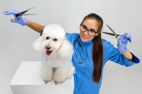 Corte de cabelo engraçado. Um cão bonito poodle branco e veterinário feminino, groomer isolado no fundo do estúdio branco. — Fotografia de Stock