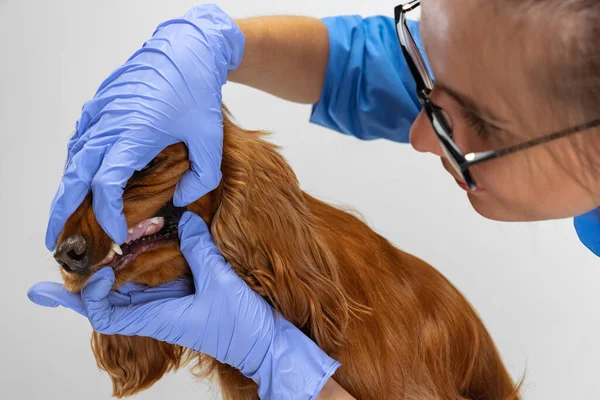 På undersökning av en veterinär läkare. Ung vacker kvinna, veterinär undersöker brun spaniel hund. Medicin, husdjursvård, hälsosam livsstil koncept. — Stockfoto