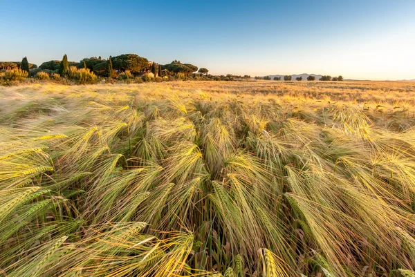 Trigo joven creciendo en campo de cultivo verde bajo cielo azul — Foto de Stock