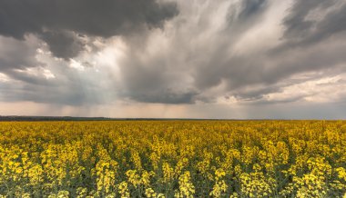 Kolza tohumu alan fırtınalı gökyüzü altında.