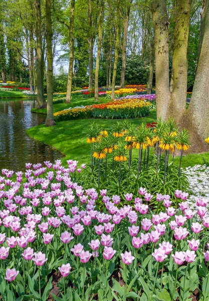 Tulipes de Keukenhof - plus grand jardin fleuri en Hollande — Photo