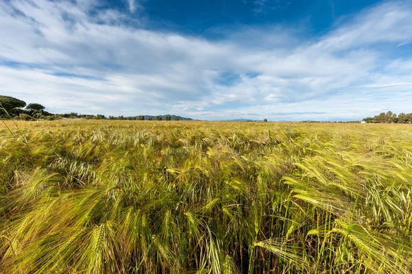 Young wheat growing in green farm field — Stock Photo, Image