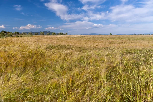 Wheat growing in green farm field — Stock Photo, Image
