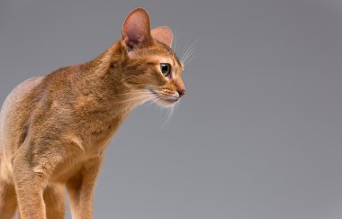 Purebred abyssinian young cat portrait clipart