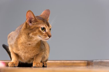 Safkan abyssinian genç kedi portre