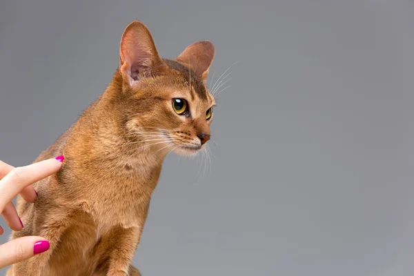 Καθαρής φυλής αβυσσινιακού γάτα νέους πορτρέτο — Φωτογραφία Αρχείου