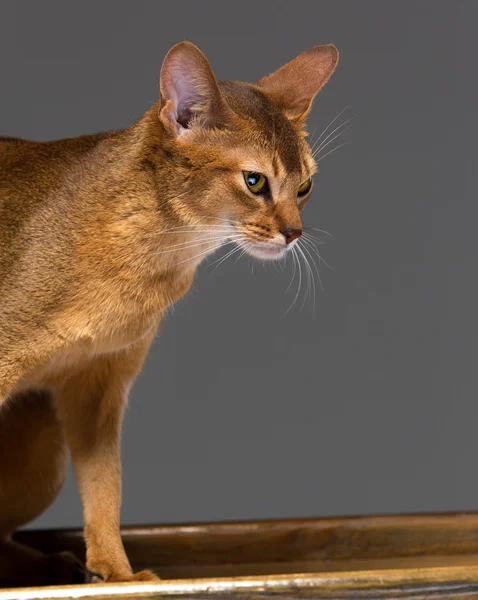 Jeune chat abyssinien pur portrait — Photo