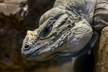 iguana başı