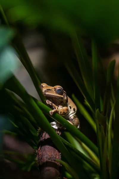 Коричневий жаба на зелені стебла — стокове фото
