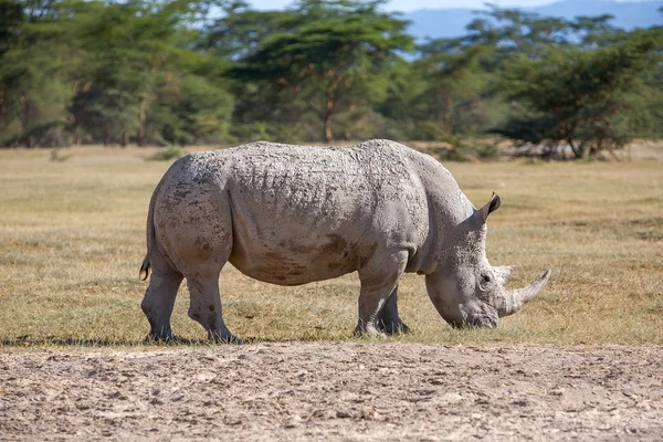 Safari - rhino — Stockfoto