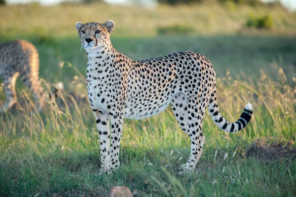 Cheetah — Stock Photo, Image