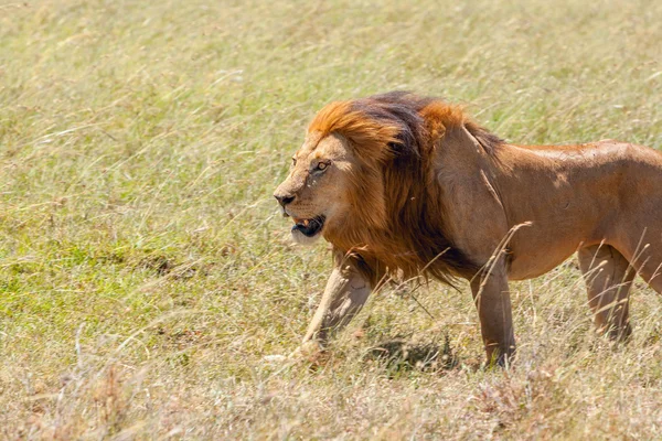 Leeuw sluiten tegen gras achtergrond — Stockfoto