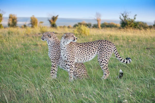 Два гепарда — стоковое фото