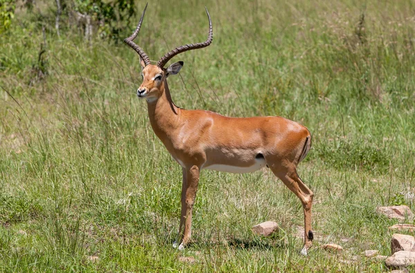Antelope on a background of green grass — Stock Photo, Image