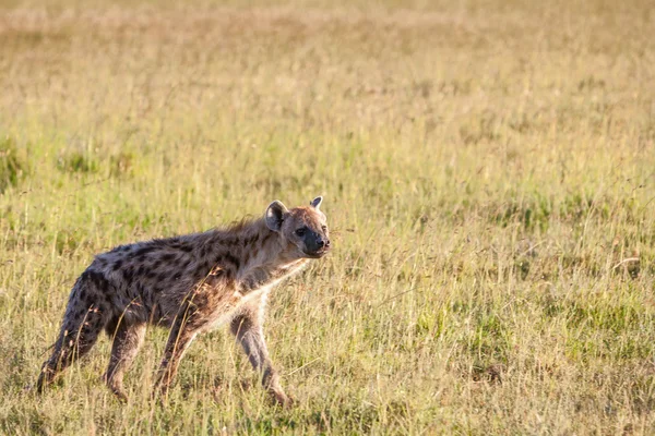 Hyena wandering the plains of Kenya — Stock Photo, Image