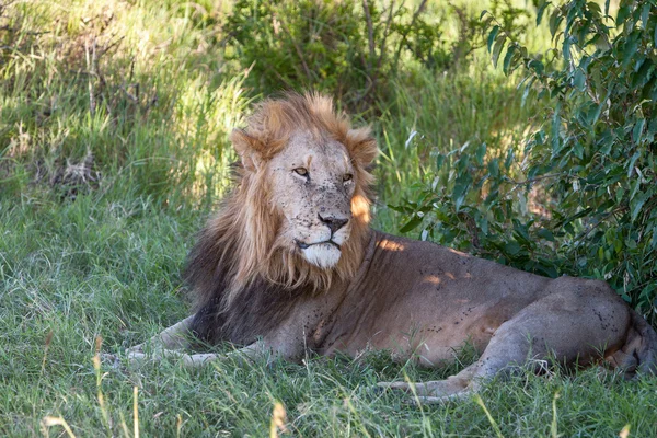 León de cerca contra fondo de hierba verde —  Fotos de Stock