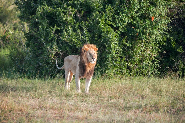 Löwe vor grünem Gras-Hintergrund — Stockfoto