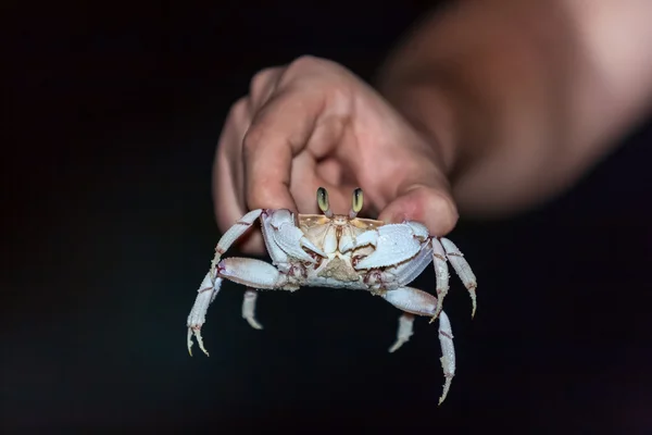 Mãos a manter um caranguejo anão — Fotografia de Stock