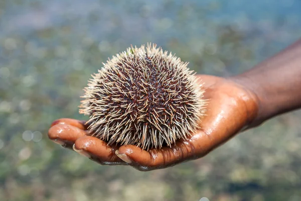 Zee-egel legt op een mans hand — Stockfoto