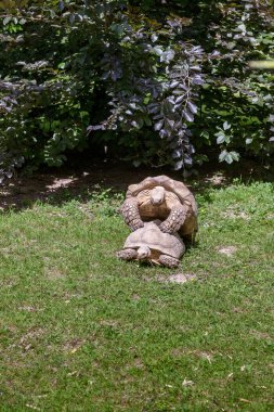 Birkaç aşk yapmak kaplumbağaları