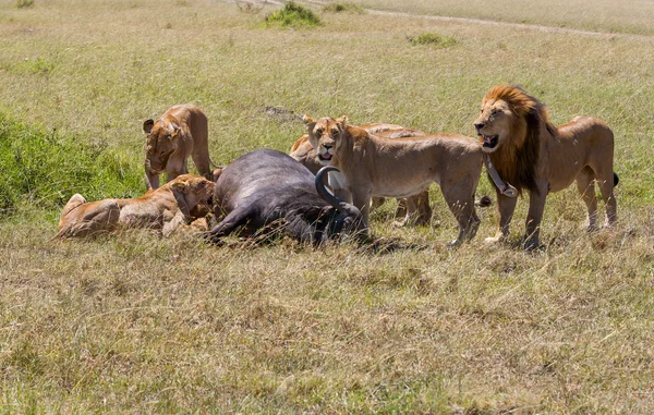 Lions Feeding — Stock Photo, Image