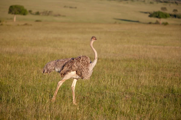 Avestruz caminando sobre la sabana en África. Safari. Kenia — Foto de Stock