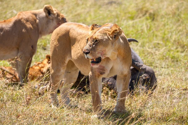 Lions voeding — Stockfoto