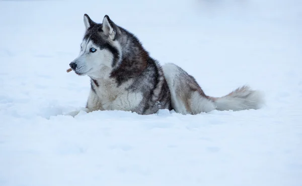 Sibirischer Husky-Hund — Stockfoto