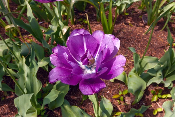 Tulipano viola — Foto Stock
