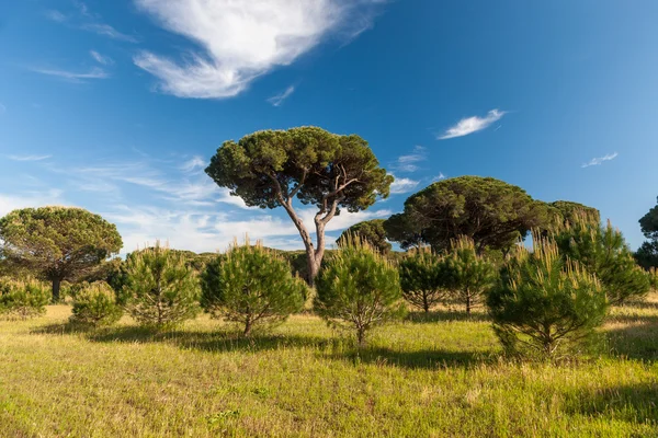 Italienische Zirbe — Stockfoto