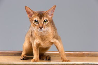 Safkan abyssinian genç kedi portre