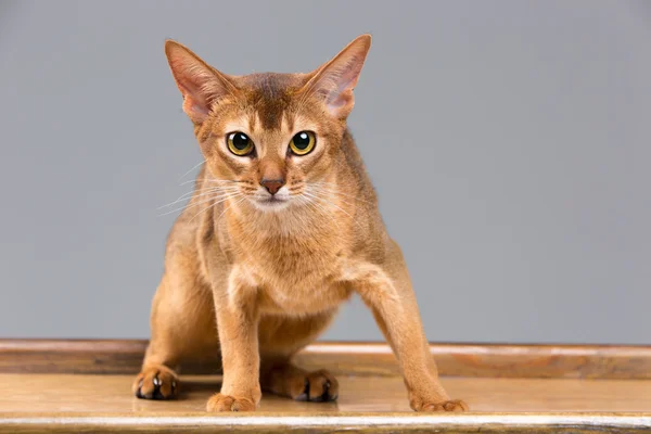 Purebred abyssinian young cat portrait — Stock Photo, Image