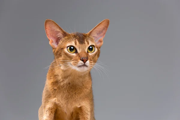 Purebri abissino giovane gatto ritratto — Foto Stock