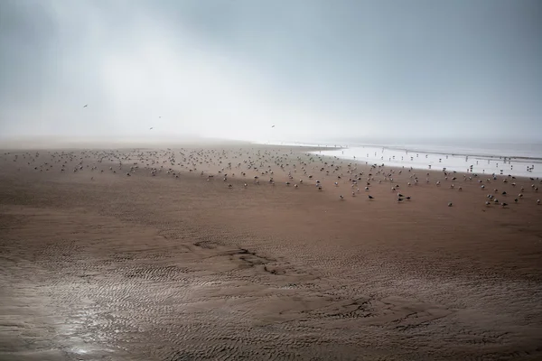 Sea gull vliegen in een gouden zandstrand bij eb — Stockfoto