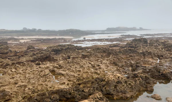 Sea gull flying across a rocky bottom during low tide — Stock Photo, Image