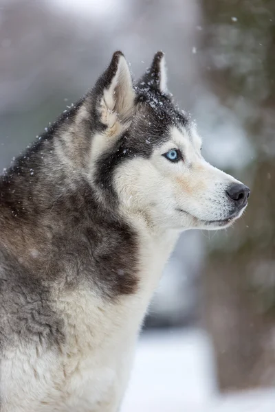 Perro Husky siberiano —  Fotos de Stock