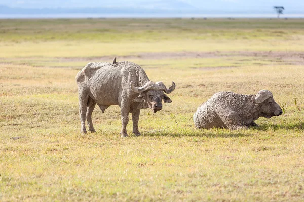 Safari - two  rhino — Stock Photo, Image