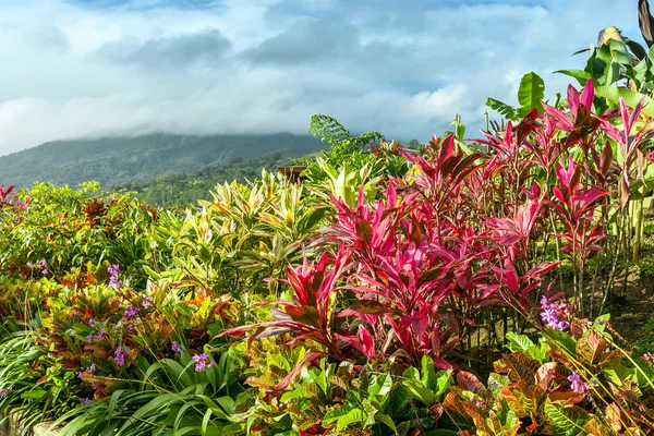 Vertikaler Garten mit verschiedenen tropischen Pflanzen und Blumen, die in einem Muster wachsen — Stockfoto