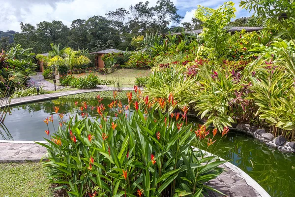 Garden with various tropical plants and flower — Stock Photo, Image