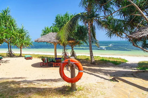 Palm tree on the ocean beach — Stock Photo, Image