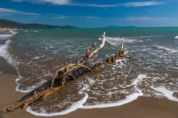 Snag on a beach — Stock Photo, Image