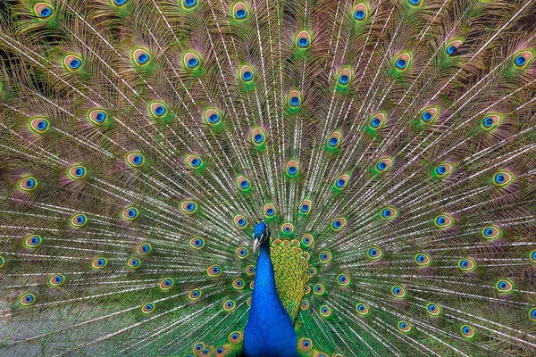 Peacock met veelkleurige veren — Stockfoto