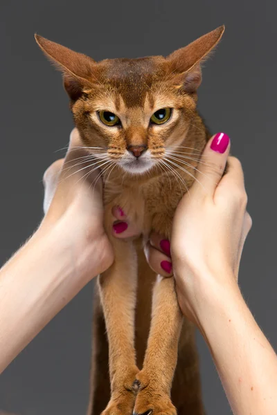 Rasechte abyssinian jonge kat portret — Stockfoto