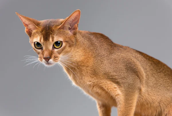 純血種アビシニアンの若い猫の肖像画 — ストック写真