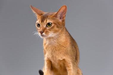 Safkan abyssinian genç kedi portre