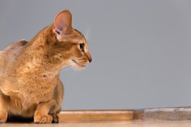 Safkan abyssinian genç kedi portre