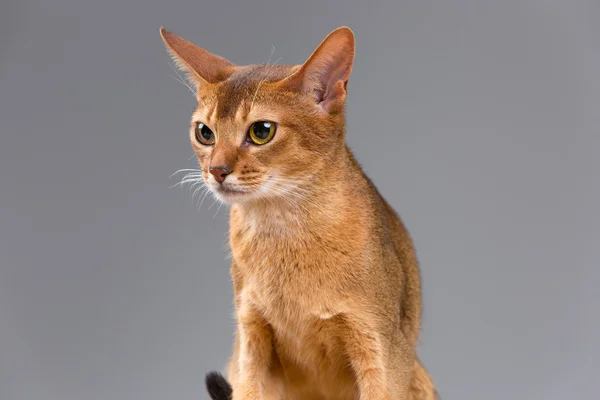 Retrato de gato joven abisinio de raza pura —  Fotos de Stock