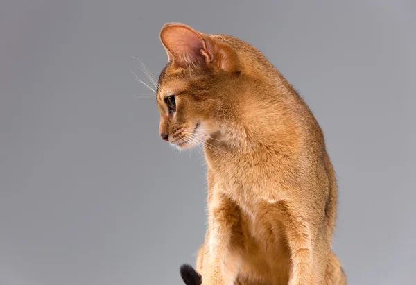 Purebred abyssinian young cat portrait — Stock Photo, Image